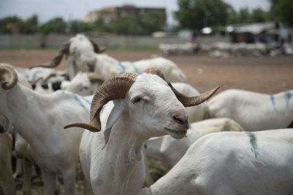 Préparatifs Tabaski : Ziguinchor anticipe avec 20 000 moutons